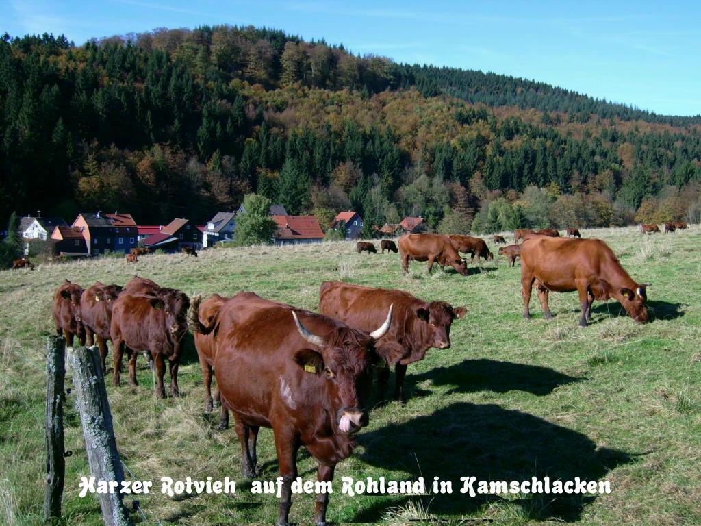 Gaestehaus Buendge Kamschlacken Esterno foto